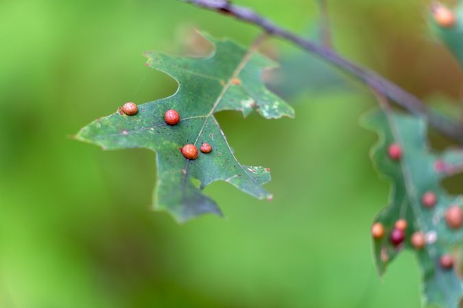 Oak leaf galls at Northland Arboretum in Brainerd, MN