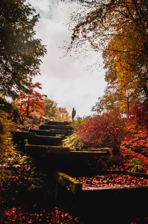 Person standing on brown wooden staircase surrounded by trees