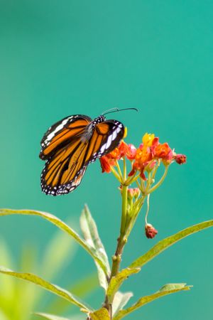 A beautiful orange Striped Tiger Butterfly perched on a bunch of flowers at a park in Mumbai, India