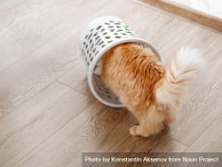 Cute ginger cat with overturned wastebasket 56lOlb