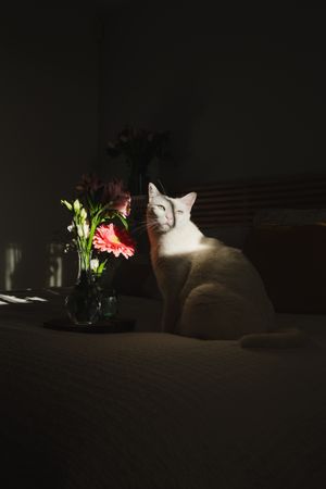 Cute cat under ray of light on a bed
