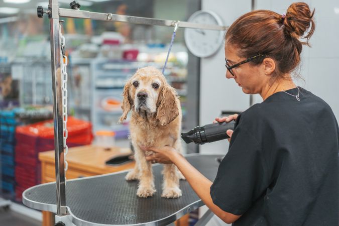 Woman drying dog in grooming salon