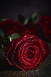 Red roses with dark background