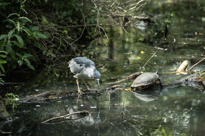 Bird and turtle on the water at Brookgreen Gardens, Murrells Inlet, South Carolina
