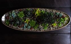Top view of Perle Von Nurnberg plants in a curated pot