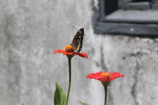 Butterfly And Flower