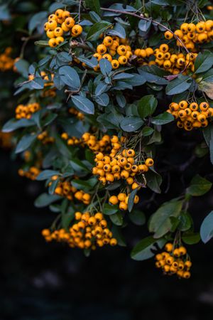 Ripe yellow rowan berries