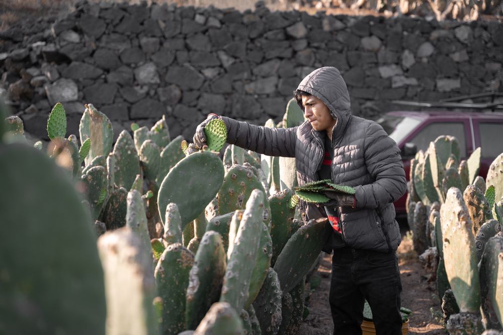 A young man is harvesting nopal with the hands