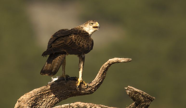 Furious wild eagle