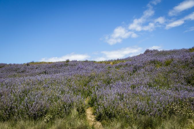 Field of purple flowers under a beautiful blue sky