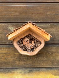 Bee house, squirel