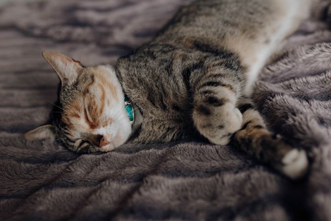 Cat lying on comfortable bed