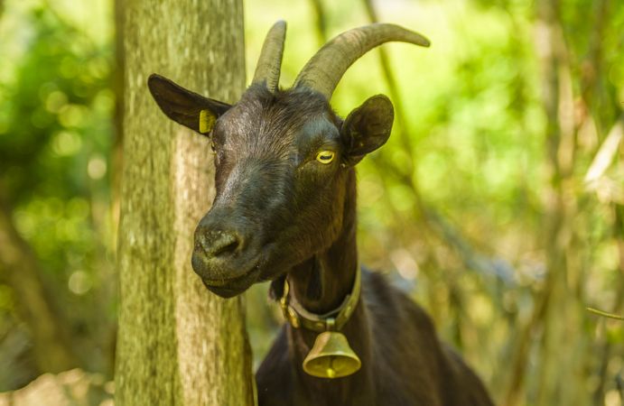 Domestic goat with bell at its neck