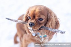 Cavalier spaniel playing with a stick on a snowy day bEQLMb