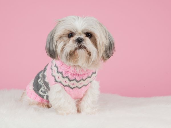 Shih tzu dog dressed in a knitted pink sweater at a pink background