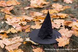 Witch hat on autumn tree leaves 4N3BDb