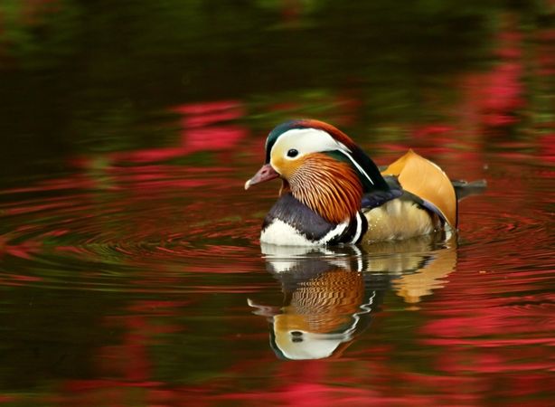 Mandarin duck duck on water