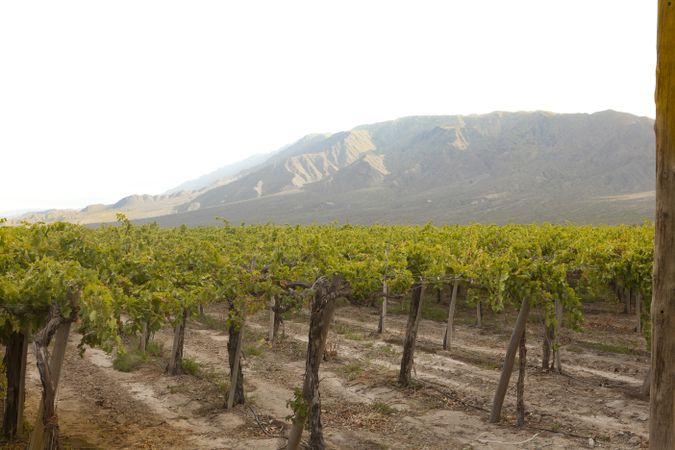 Ripening grape at vineyard