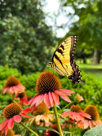 Eastern tiger swallowtail