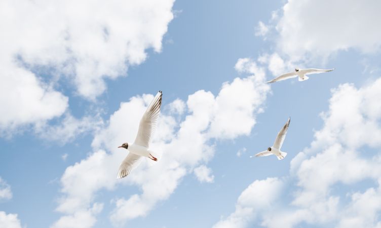 seagull flying on seaside on sunny with clouds day