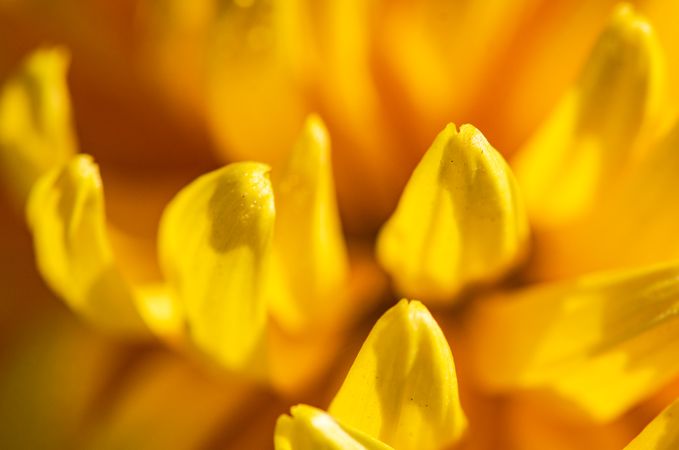 Close up of chrysanthemum flowers in the garden
