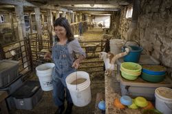 Woman farmer preparing to  feed her Merino Sheep on farm 0J7Lr5