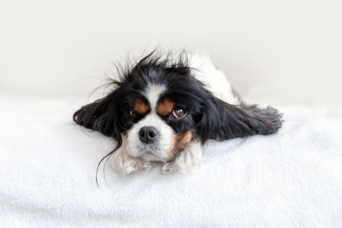 Cavalier spaniel lying on its belly on bed