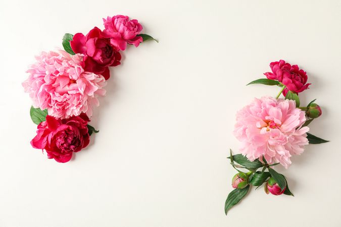 Flat lay composition with beautiful peonies on light background, space for text and top view