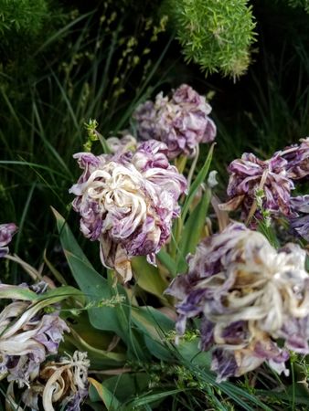 Purple wilted flowers