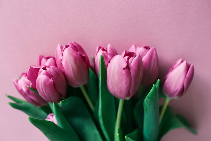 Pink tulips on clear background