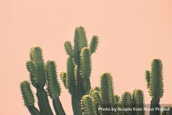 Green cactus plant in front of yellow background bDA6K0