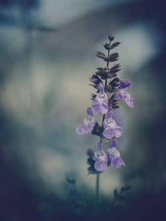 Pretty flower growing in garden