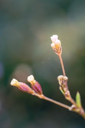 the delicate beauty of a grass flower, showcasing its slender, feathery petals and intricate structure