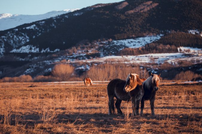Wild horses pasturing on field near hills
