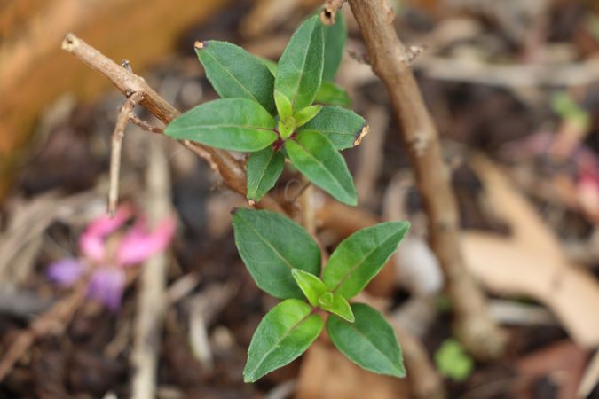 Green leaves emerging from dried branches in a garden setting during the spring season
