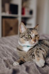 Cat lying on comfortable bed