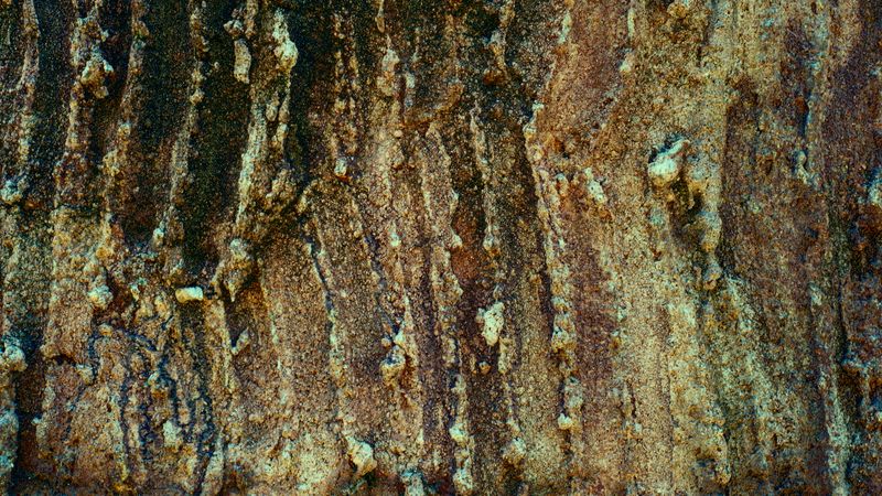 Rough tree bark texture with natural grunge pattern and earthy color tones