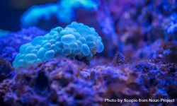 Blue coral reef in close up 47jOk5