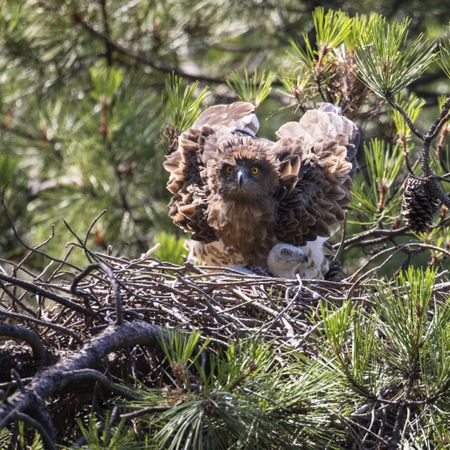 Eagle near newborn bird in nest