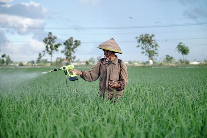 Front view of Asian farmer spraying rice green field