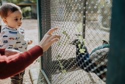 Young boy looking at a peacock