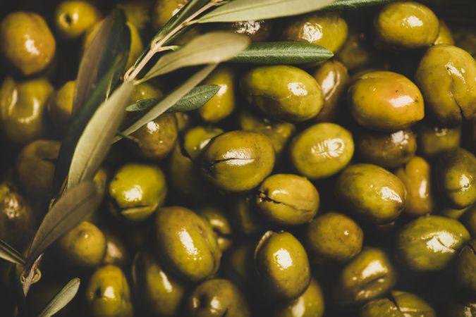 Close up of fresh olives on the vine