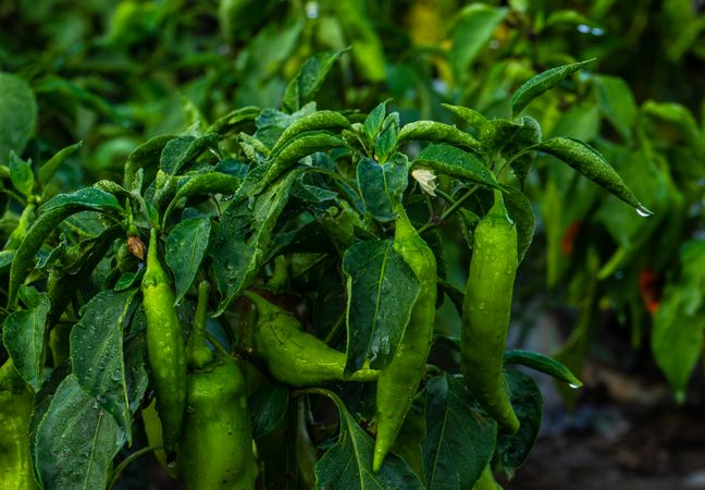 Close up of field with green hot chilli pepper