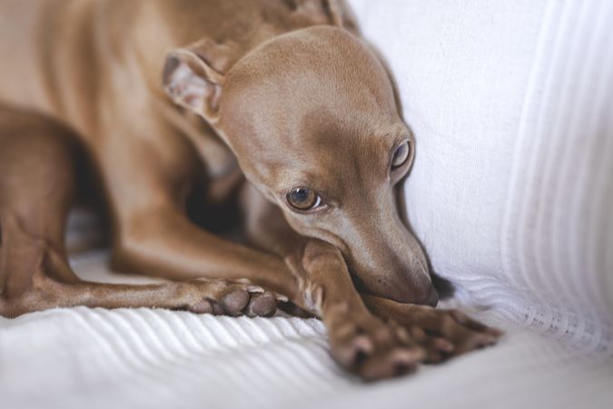 Little italian greyhound dog