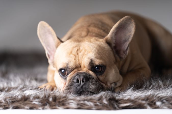 French bulldog lying on a carpet