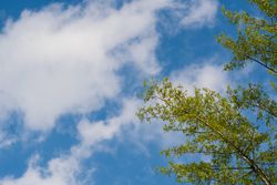 Fresh spring leaves against blue sky