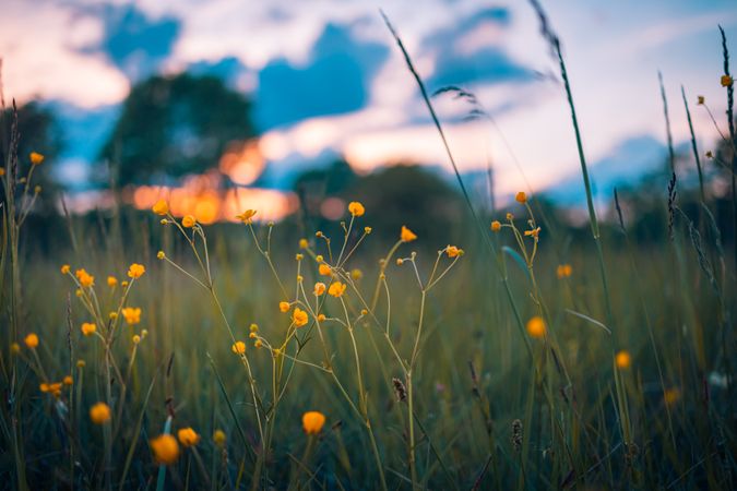 Close up of delicate yellow flowers