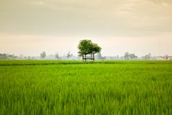 Lush vast green field on misty day in Indonesia