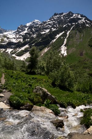 Mountain stream with rocks and green plants