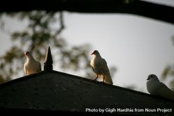 Doves perched on bird house at dusk 5llAo5